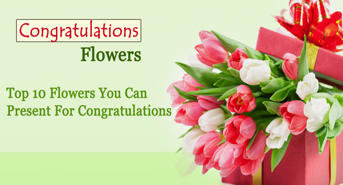 congratulations flowers- Top 10 Flowers You Can Present For Congratulations