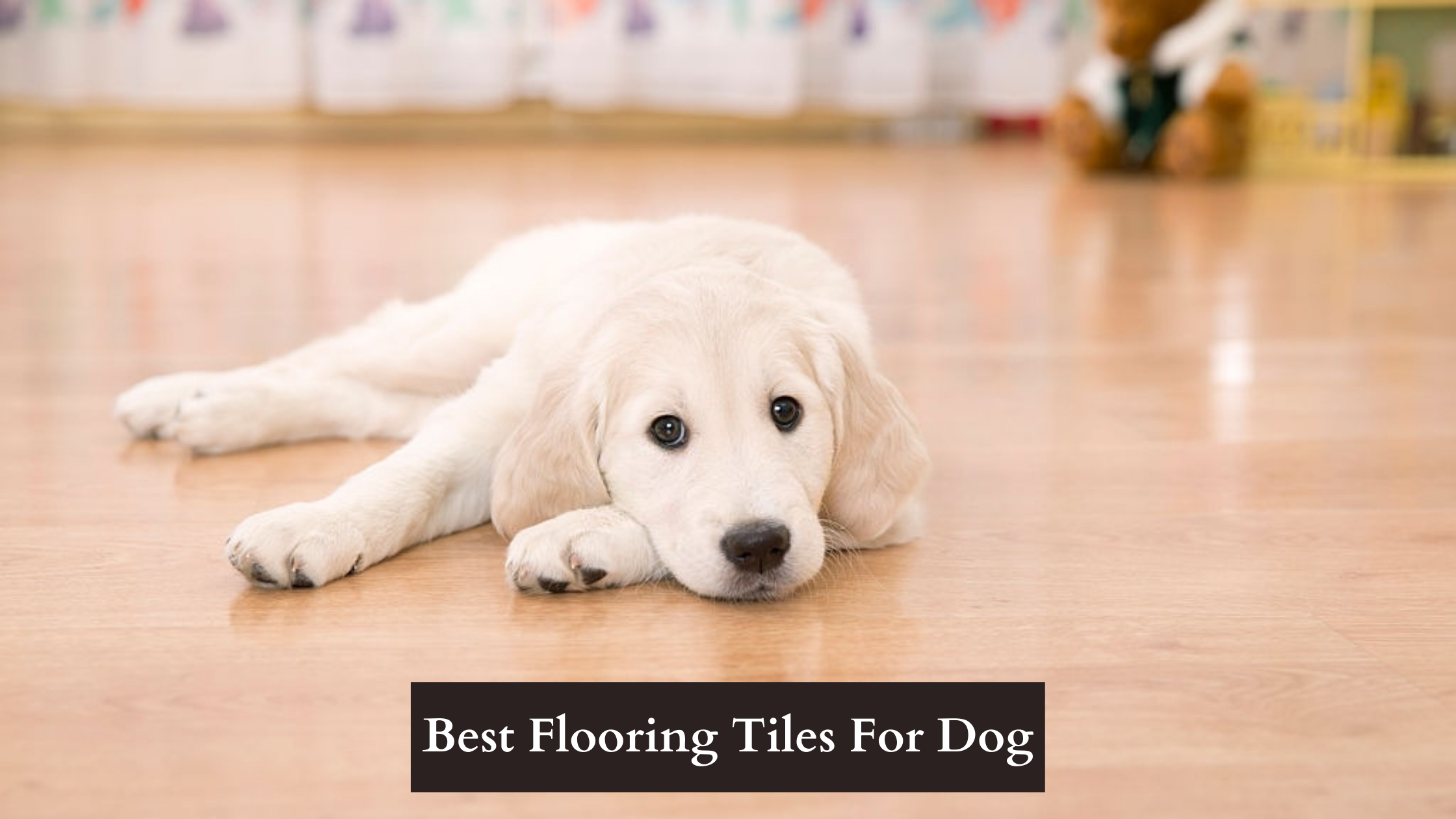 Choose Best Flooring Tiles For your Dog & Pet