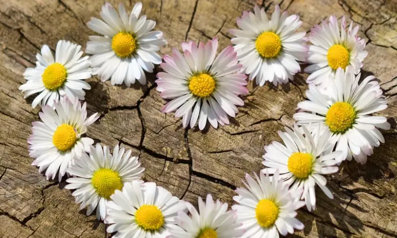 The Beneficial Effects of Flowers on our life