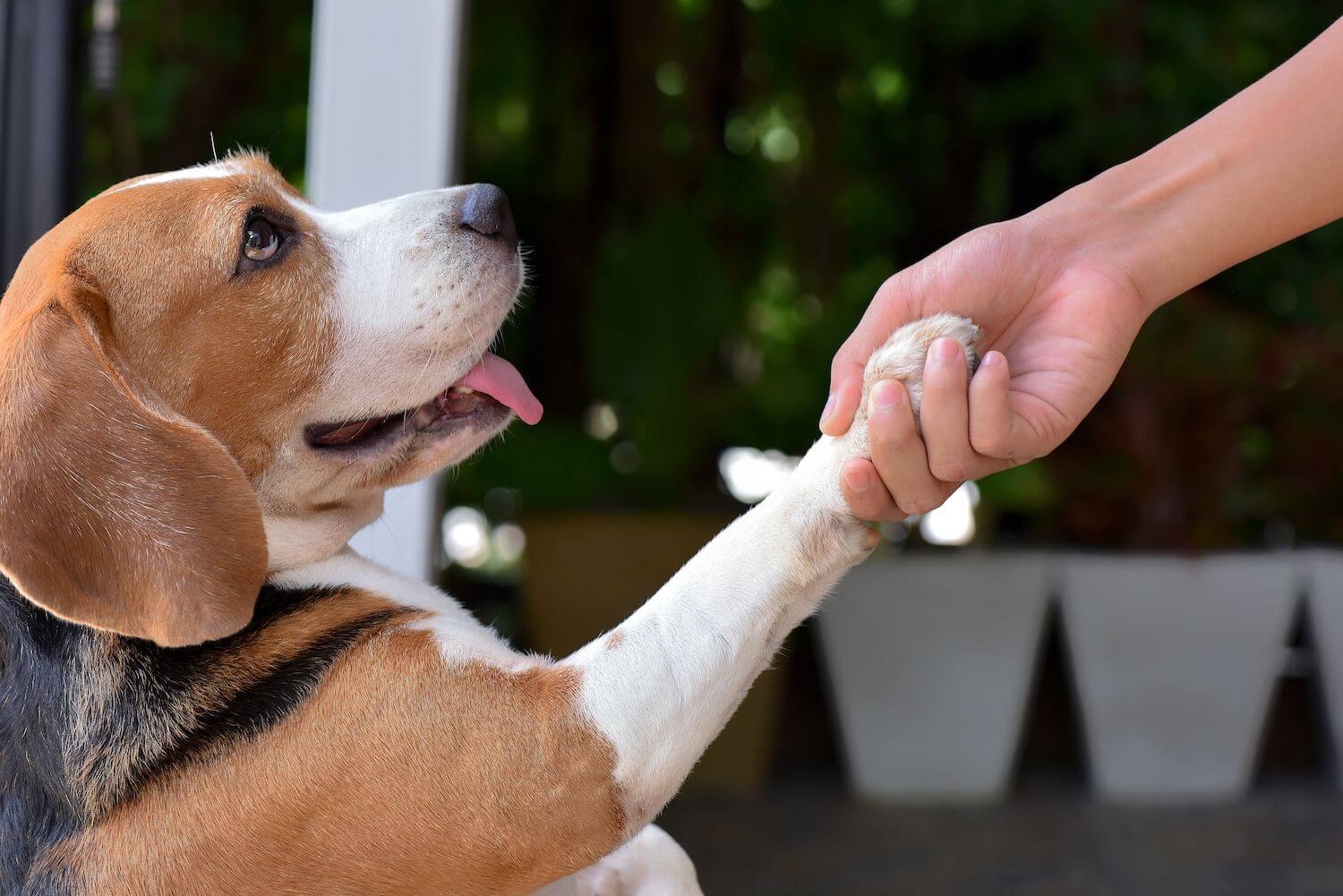 What is Positive Reinforcement for Your Dog